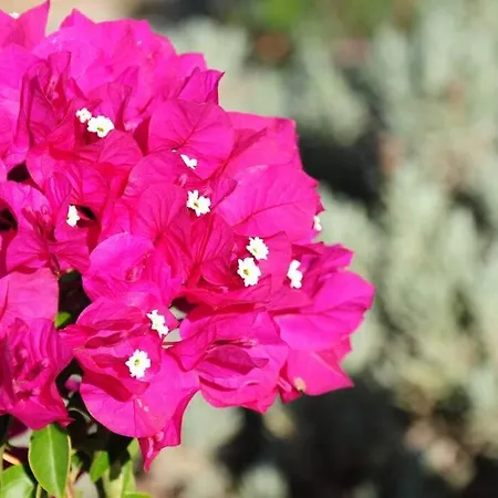 Glyfada Veranda With Sea View Appartement