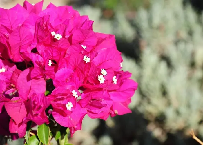 Glyfada Veranda With Sea View 公寓